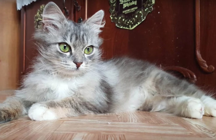 Уральская Кошка Фото