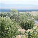 �l il sat�l�k �iftlikler