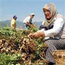 Fıstığın faydaları!