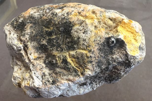 Balina kusmuğu bulan balıkçılar zengin oldu