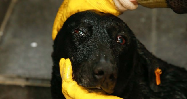 Şehit polisin beslediği köpek kulübenin önünden ayrılmadı