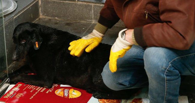 Şehit polisin beslediği köpek kulübenin önünden ayrılmadı