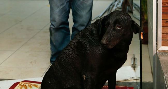 Şehit polisin beslediği köpek kulübenin önünden ayrılmadı