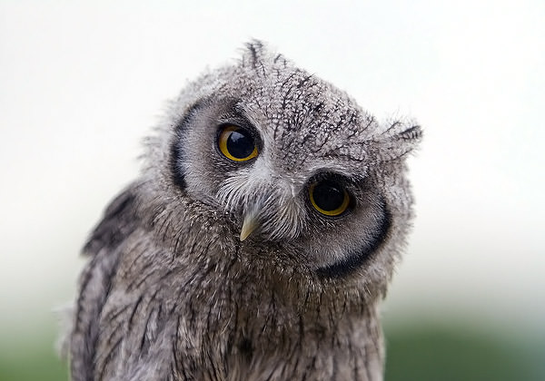 Hollanda’da baykuş korkusu!
