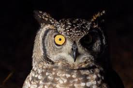 Hollanda’da baykuş korkusu!