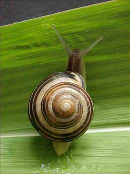 snail_d.jpg