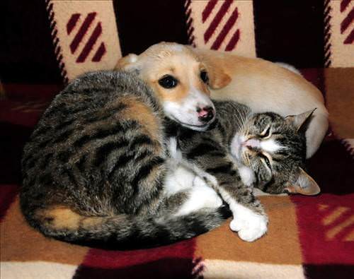 Kedi ile köpe�in dostlu�u