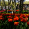 Avrupan�n Bah�esi Keukenhof