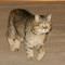 Kedi itfaiyeleri zorlad�