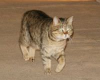 Kedi itfaiyeleri zorlad�