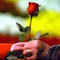 D�vd��� e�ine her hafta �i�ek g�t�recek