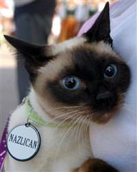 En g�zel kedi ve k�pek