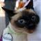 En g�zel kedi ve k�pek