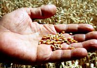Hitit sofralar�n� da s�sleyen lezzetli bulgur