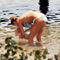 Su bebek denize iyice al��t�