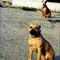 Pitbulllar da sald�r�ya u�ruyor