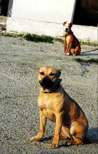 Pitbulllar da sald�r�ya u�ruyor