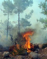 Antalya'da yang�n