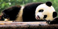 Pandan�n soyu ciddi tehlikede