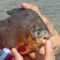 Piranalar Sapanca G�l�nde