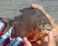 Piranalar Sapanca G�l�'nde