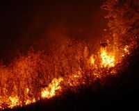 Alanya'da orman yang�n�