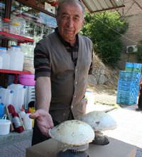 Dev mantar g�renleri �a��rtt�