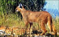 'Karakulak'�n ilk foto�raf�