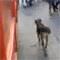 K�pe�in tramvay a�k�