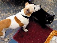 Kendini kedi san�yor