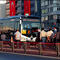 Metrob�s yine ar�zaland� yolcular y�r�yerek gitti