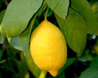 A�ustos ay� zam �ampiyonu limon oldu