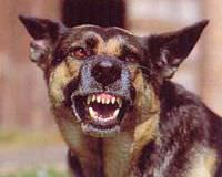 G�m��hane'de kuduz vakas�
