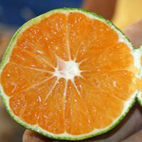 Y�l�n ilk mandalinalar� kom�ulara