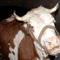S�rg�ndeki G�ls�m ine�e yo�un talep