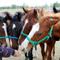 Bu atlar 10 bin TLye �iftle�tiriliyor