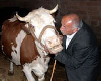 S�rg�ndeki "G�ls�m" ine�e yo�un talep