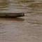 Kambo�yada feribot batt�: 17 �l�