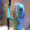 Petshow 2009dan ilgin� g�r�nt�ler