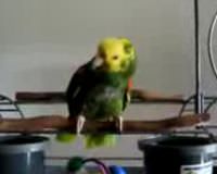Bu ku� bebek gibi a�l�yor