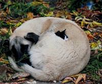Kediye Köpek Şefkati