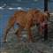 Adanada pitbul deh�eti