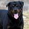 Rottweiler�n sald�r�s�na u�rad�