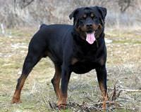 Rottweiler'�n sald�r�s�na u�rad�