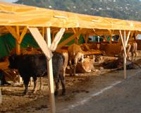 Kurbanl�klar el yak�yor