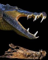 Dinozorla beslenen timsah t�r� bulundu