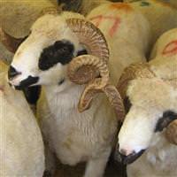 Kurban� �ocuklar�n �n�nde kesmeyin