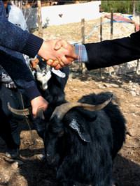 Uzmanlar uyard�: Kurban pazarl��� s�ras�nda tokala�ma