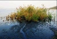 Sapanca G�l�'ne petrol bula�t�