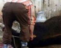Acemi kasaplar hastanelik oldu